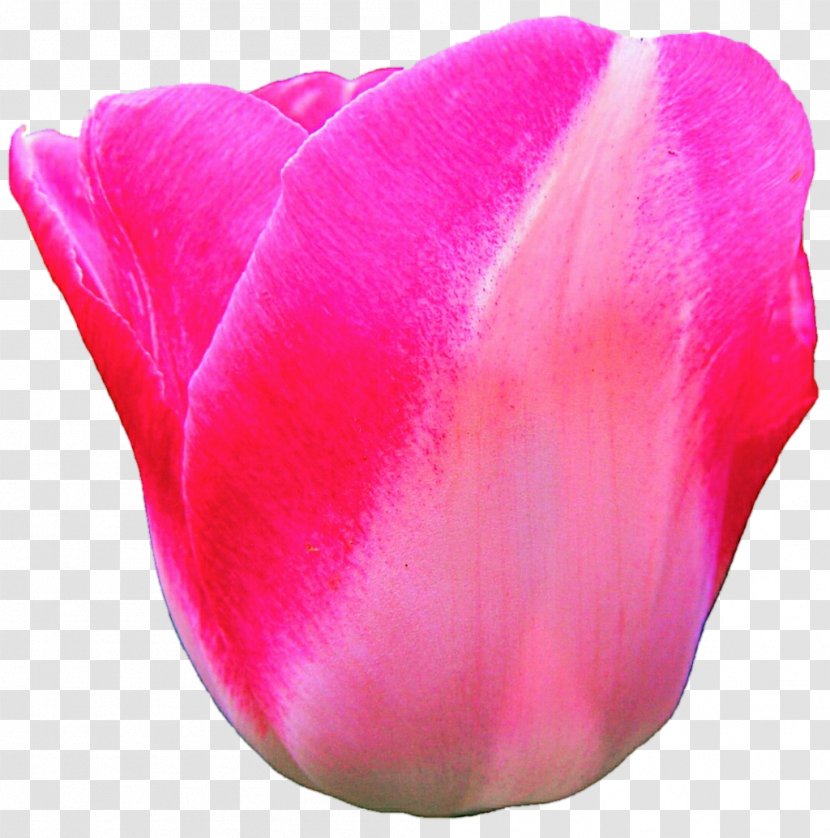 Tulip Flower Pink Magenta Petal - Plant - Candy Transparent PNG