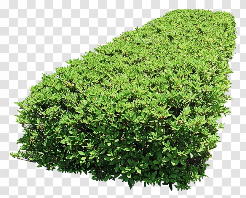 Green Plant Shrub Grass Tree Transparent PNG