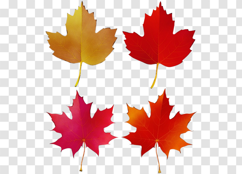 Leaf Maple Leaf / M Symmetry Tree Plant Transparent PNG