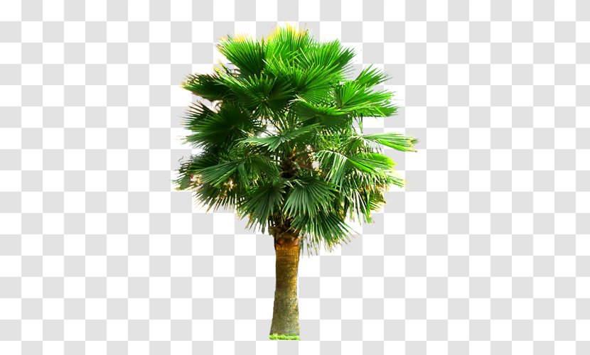 Palm III Arecaceae Tree Plant - Grass - Large Trees Transparent PNG