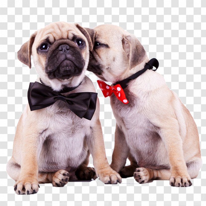 Pug Old English Bulldog Shih Tzu Havanese Dog Puppy - Collar - Two Movements Intimacy Transparent PNG