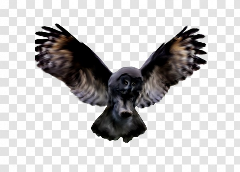 Beak Bird Of Prey Fauna Wildlife Transparent PNG