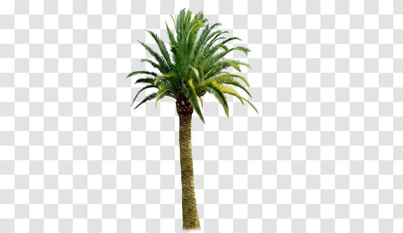 Clip Art Image Palm Trees Coconut - Pine - Cityscape Backgrounds Wordpress Transparent PNG