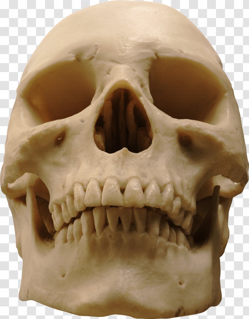 Skull Skeleton - Snout - Image Transparent PNG