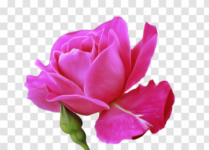 Garden Roses Transparent PNG