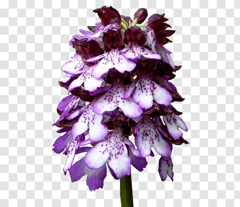 1.2.3 Cut Flowers Violet Petal - Family - Orchidee Transparent PNG