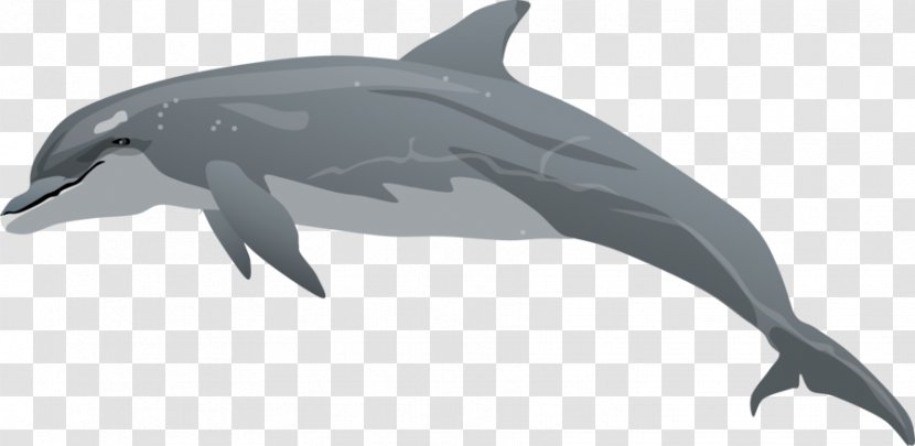 Common Bottlenose Dolphin Drawing Clip Art - Tucuxi - Cliparts Transparent PNG