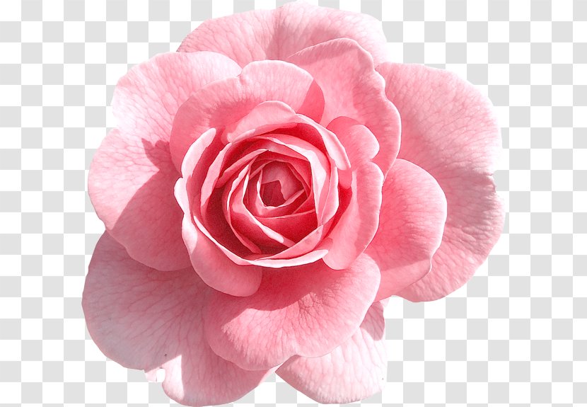Rose Pink Clip Art - Rosa Centifolia - Light Clipart Transparent PNG