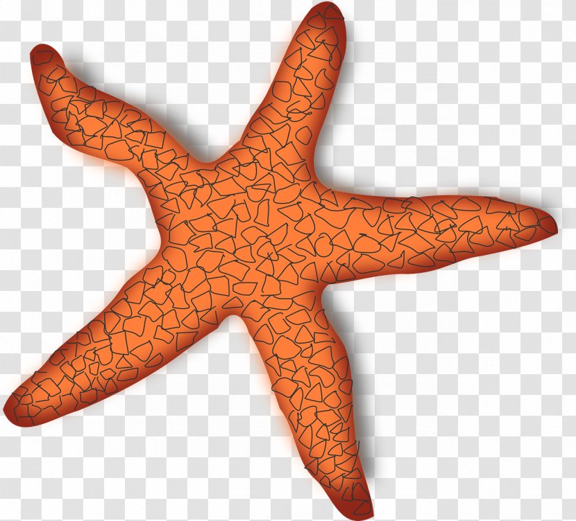 A Sea Star Starfish Clip Art - Invertebrate Transparent PNG