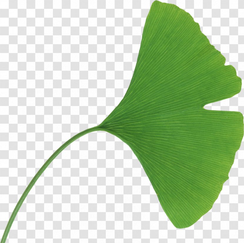 Handa Internal Medicine Clinic Research Leaf Maidenhair Tree Science - Cognition Transparent PNG