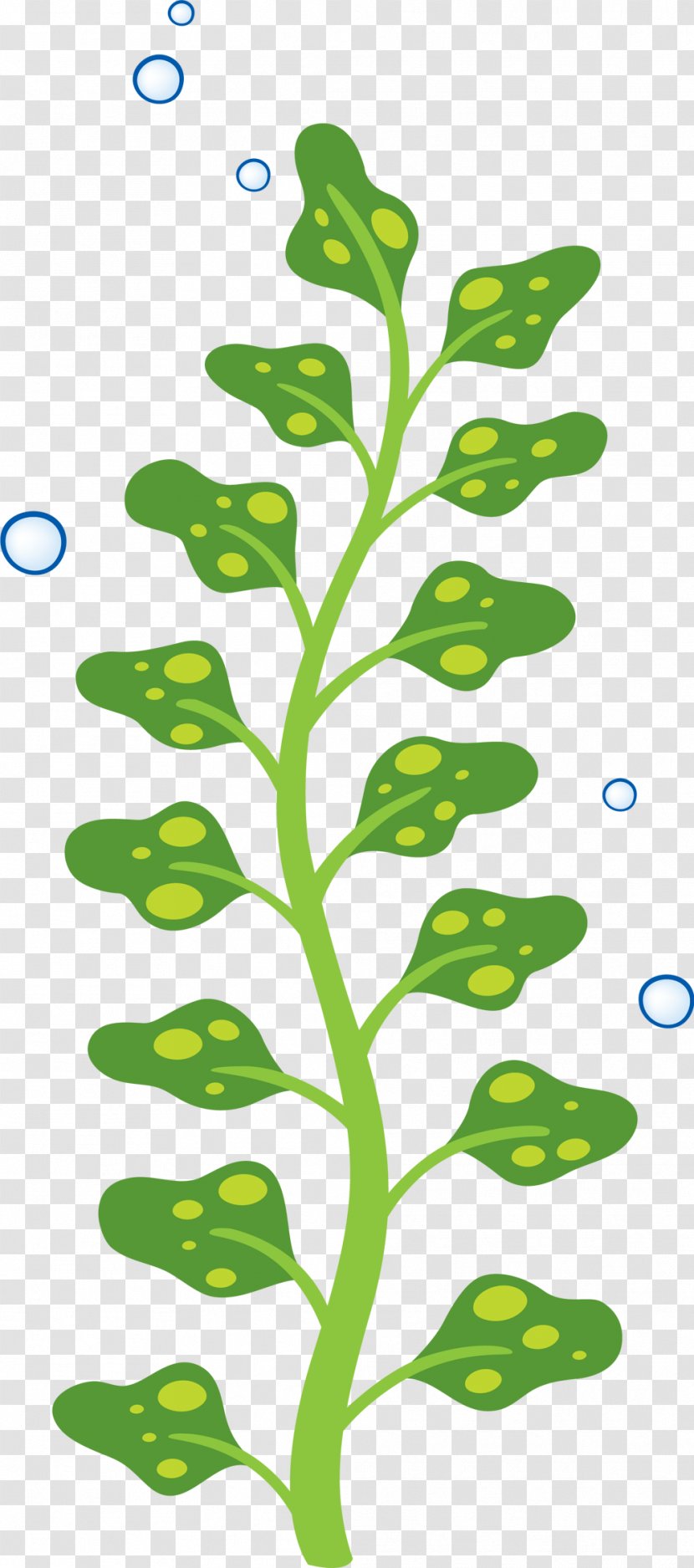 Sticker Child Parede Wall Algae - Branch Transparent PNG