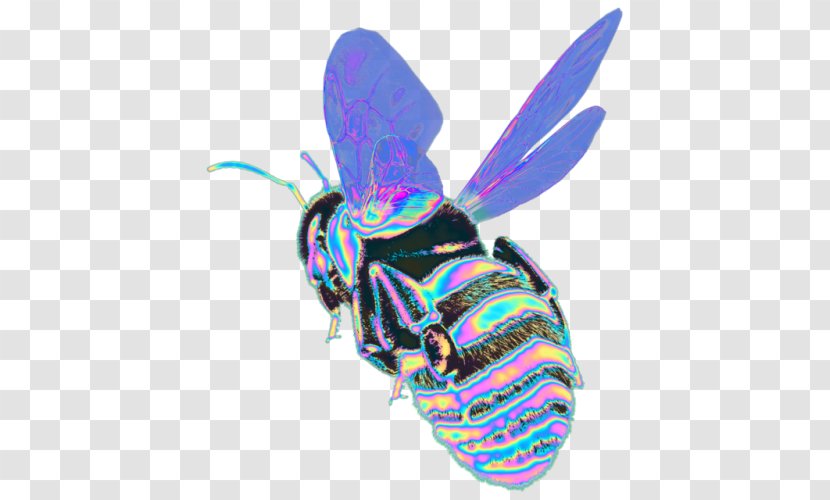 Butterfly Characteristics Of Common Wasps And Bees Insect - Arthropod Transparent PNG