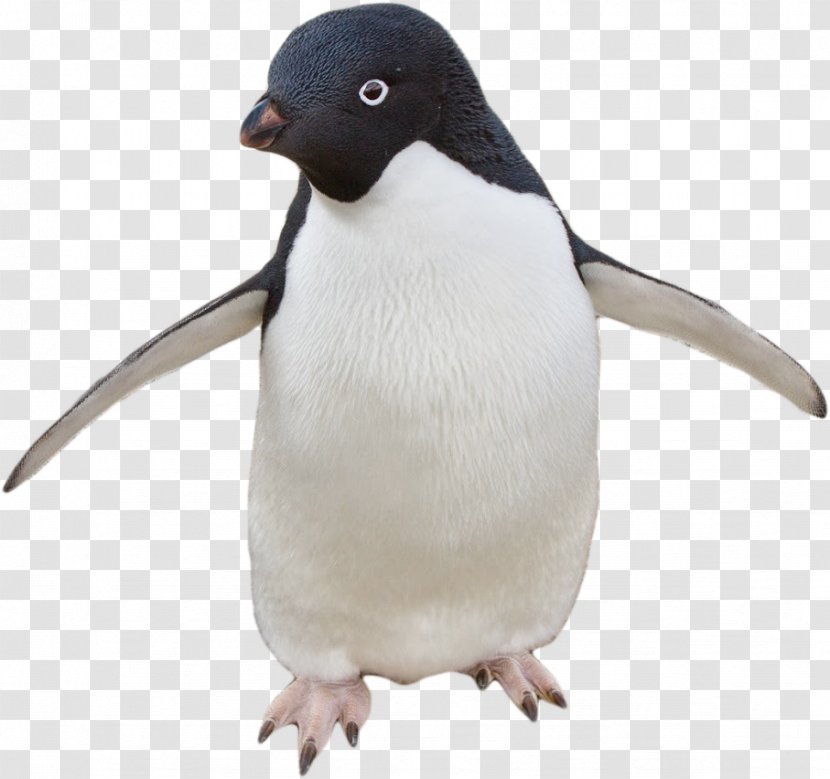 Penguin Image GIF Desktop Wallpaper - Scientist Transparent PNG