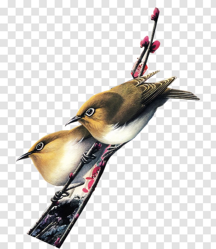 Download - Bird Transparent PNG