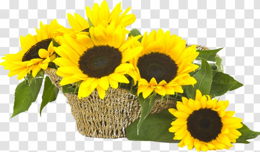 Common Sunflower Flower Bouquet Seed Cut Flowers - Sunflowers Transparent PNG