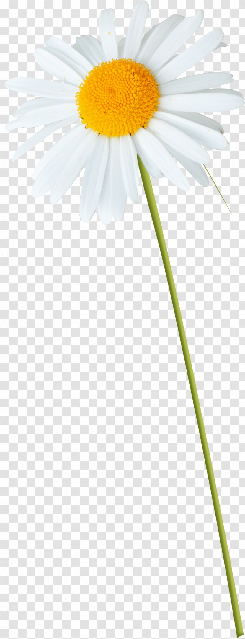 Oxeye Daisy Roman Chamomile Family Transvaal Wildflower - Common Transparent PNG