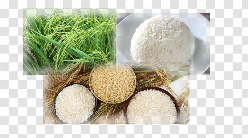 Thailand Parboiled Rice Mineral White - Company - Paddy Transparent PNG