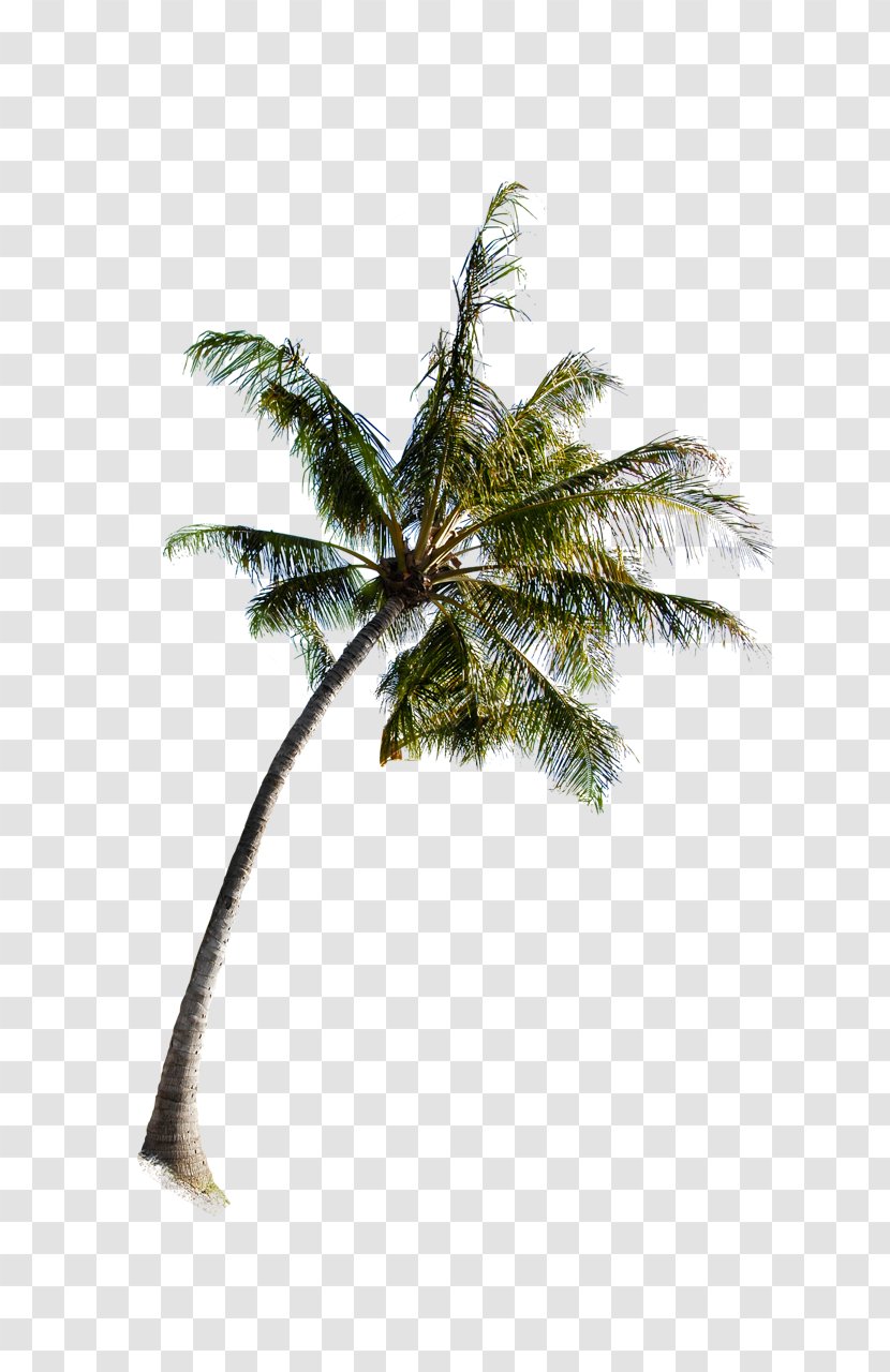 Arecaceae Tree - Coconut - Palm Transparent PNG