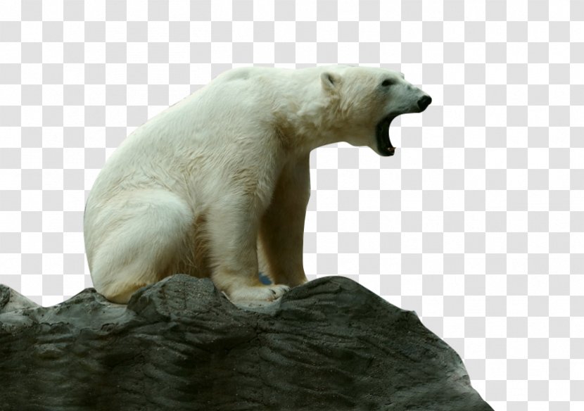 Endangered Species Critically Tiger Animal - Tree - Roaring Polar Bear Transparent PNG