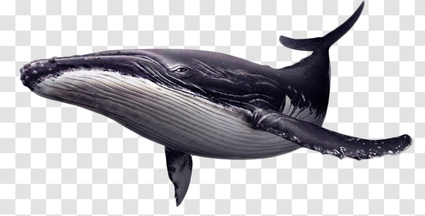 Whales Clip Art Image Killer Whale - Blue - Download Transparent PNG
