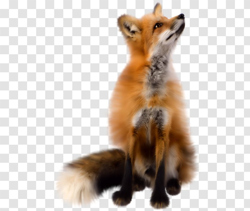 Clip Art - Whiskers - Fox Transparent PNG