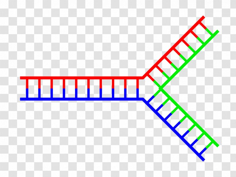 DNA Replication Fork Brin D'acide Nucléique Deoxyribose - Tree - Lullabies Single Remixes Transparent PNG