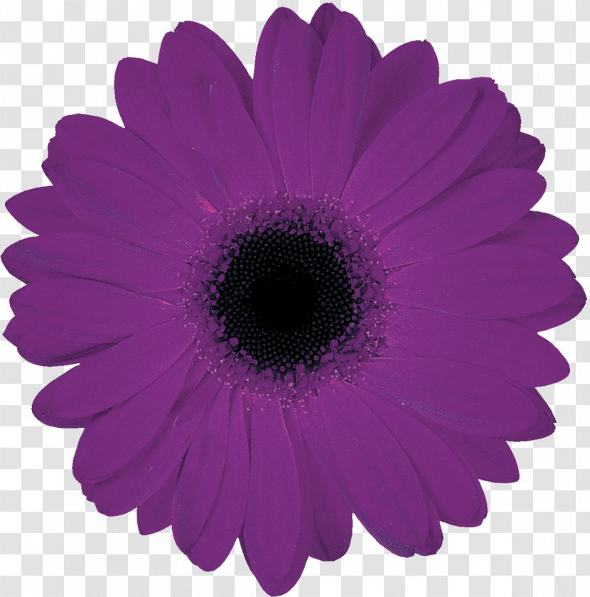 Metal Service Industry Wedding Cutting - United States - Gerbera Transparent PNG