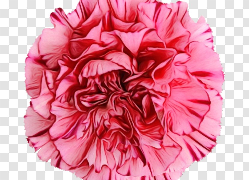 Pink Petal Pom-pom Flower Cut Flowers - Dianthus Family Transparent PNG