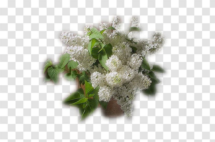 Flower Bouquet Russia Vase Clip Art - Bird Cherry Transparent PNG