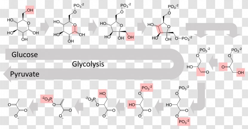 Glycolysis Metabolic Pathway Metabolism Cellular Respiration Anaerobic - Cell Transparent PNG