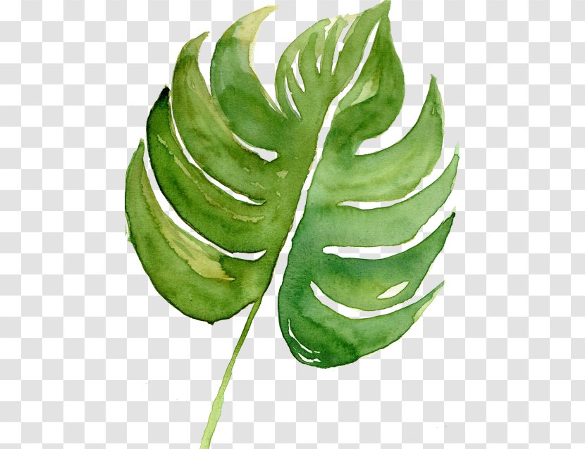Drawing Of Family - Plant - Perennial Arum Transparent PNG