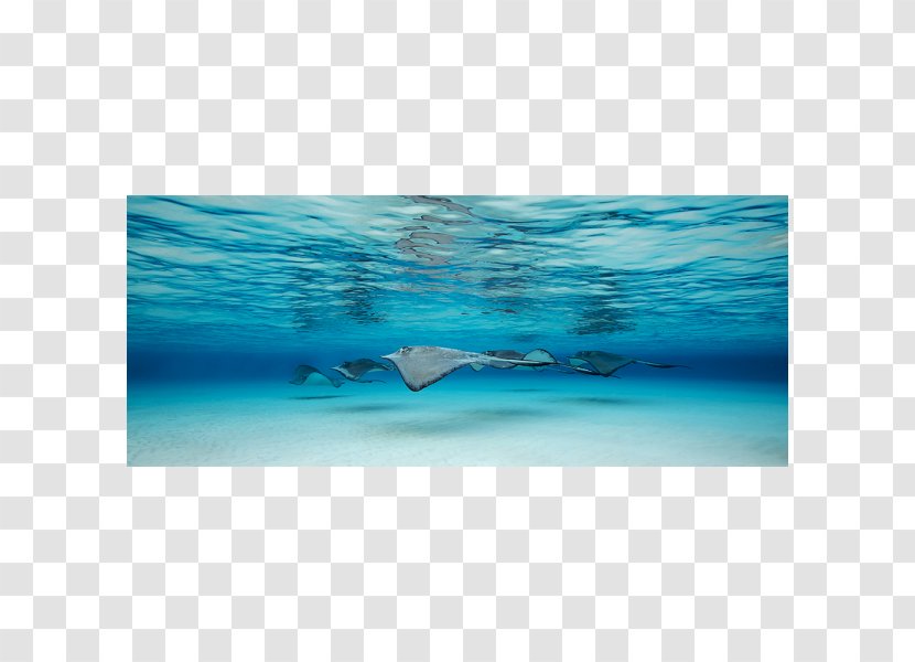 Underwater Marine Biology Ningaloo Coast Ocean - Sea - Water Transparent PNG