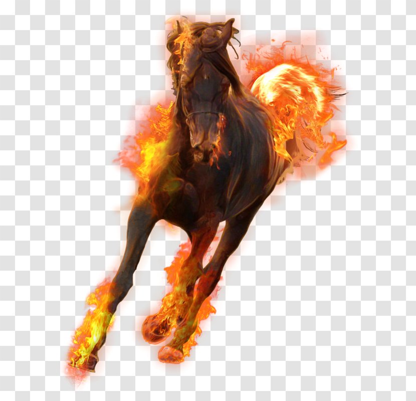 Stallion Desktop Wallpaper Download - Horse - Flame Transparent PNG