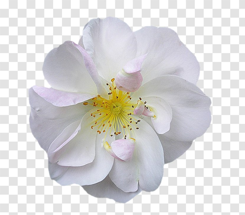 Flower - Flowering Plant - Beautiful Floral Bouquet Image Image,White Pear Transparent PNG