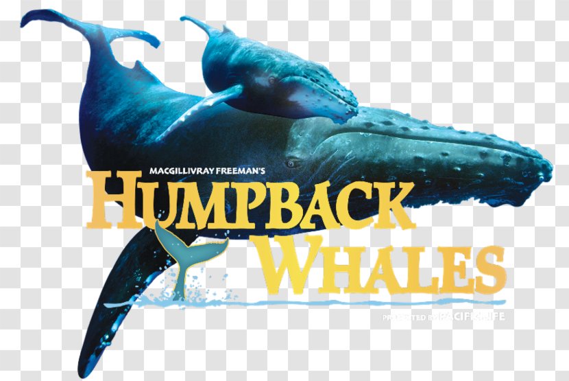 Dolphin Humpback Whale Cetacea Colorado Springs Amendment 64 - Whales Dolphins And Porpoises Transparent PNG