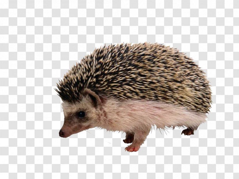 European Hedgehog The And Fox Porcupine Rodent Echidna - Mammal Transparent PNG