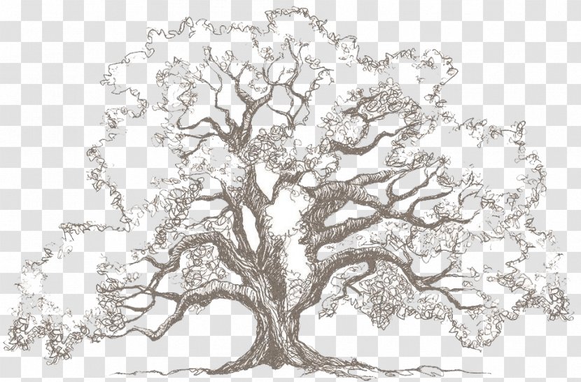 Drawing Oak Tree Sketch - Leaf Transparent PNG