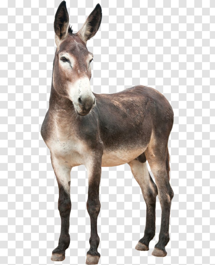 Donkey Photography Clip Art - Livestock Transparent PNG