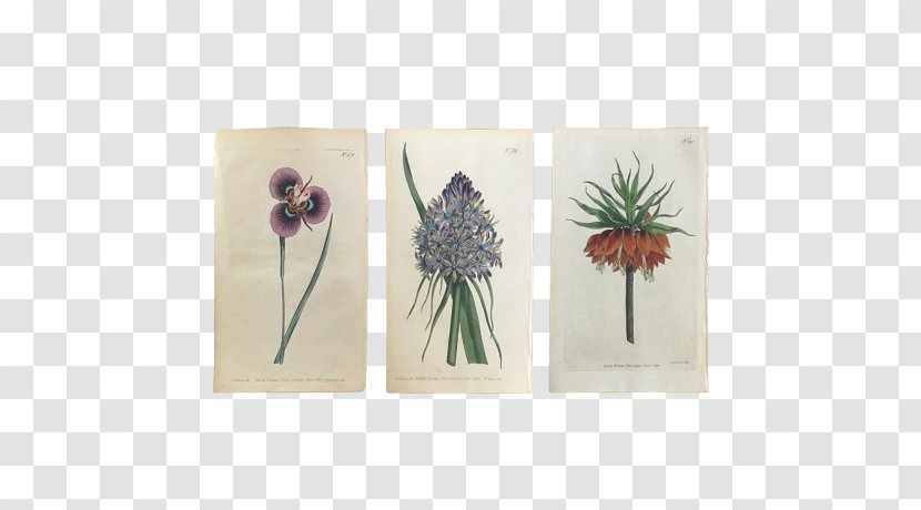 Art Painting Giclée Printmaking Crown Imperial - Flora - Watercolor Floral Decoration Transparent PNG