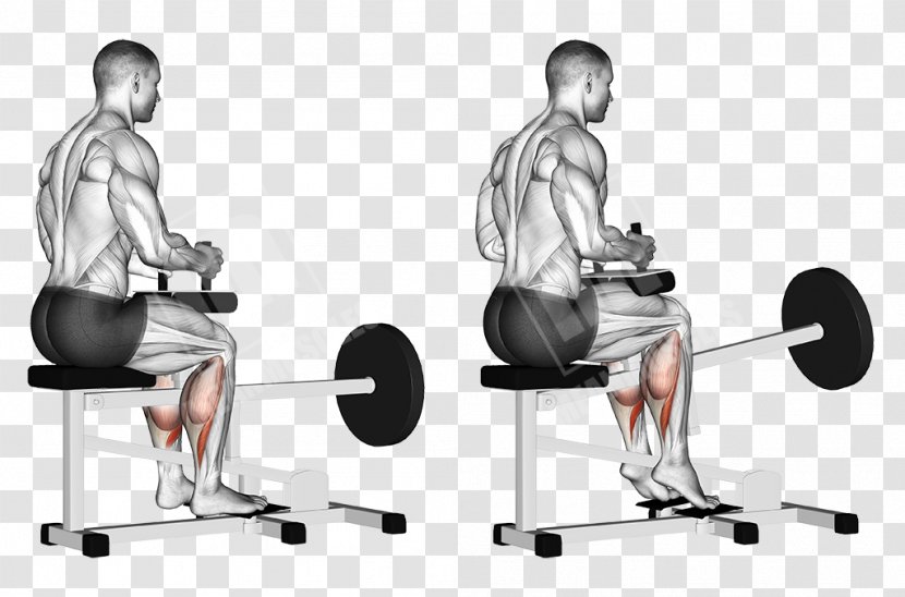 Calf Raises Gastrocnemius Muscle Soleus - Flower - Barbell Squat Transparent PNG