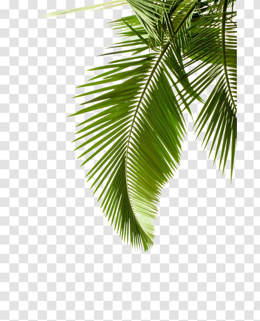 Paper Arecaceae Leaf Palm Branch Tree - Pattern Transparent PNG