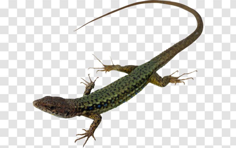 Lizard Reptile Snake Gecko Animal - Agama Transparent PNG
