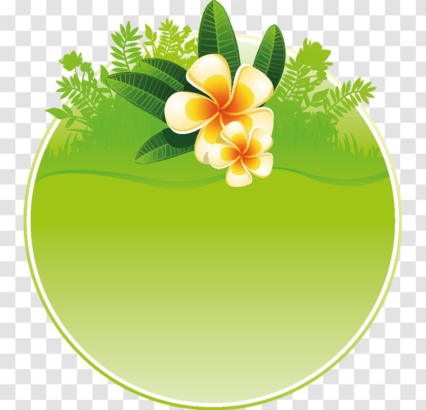 Design - Plant - Flora Transparent PNG