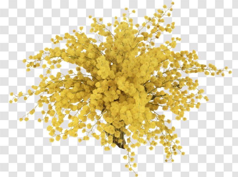 Sensitive Plant Flower Bouquet - Of Yellow Stars Transparent PNG