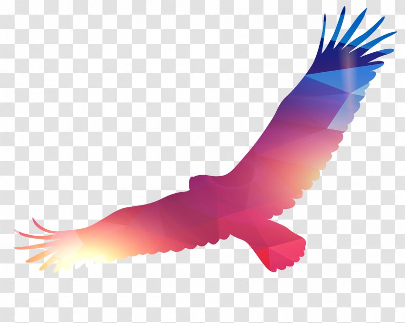 Eagle Bird - Hawk Transparent PNG