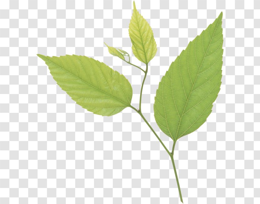 Leaf Clip Art - Green Transparent PNG