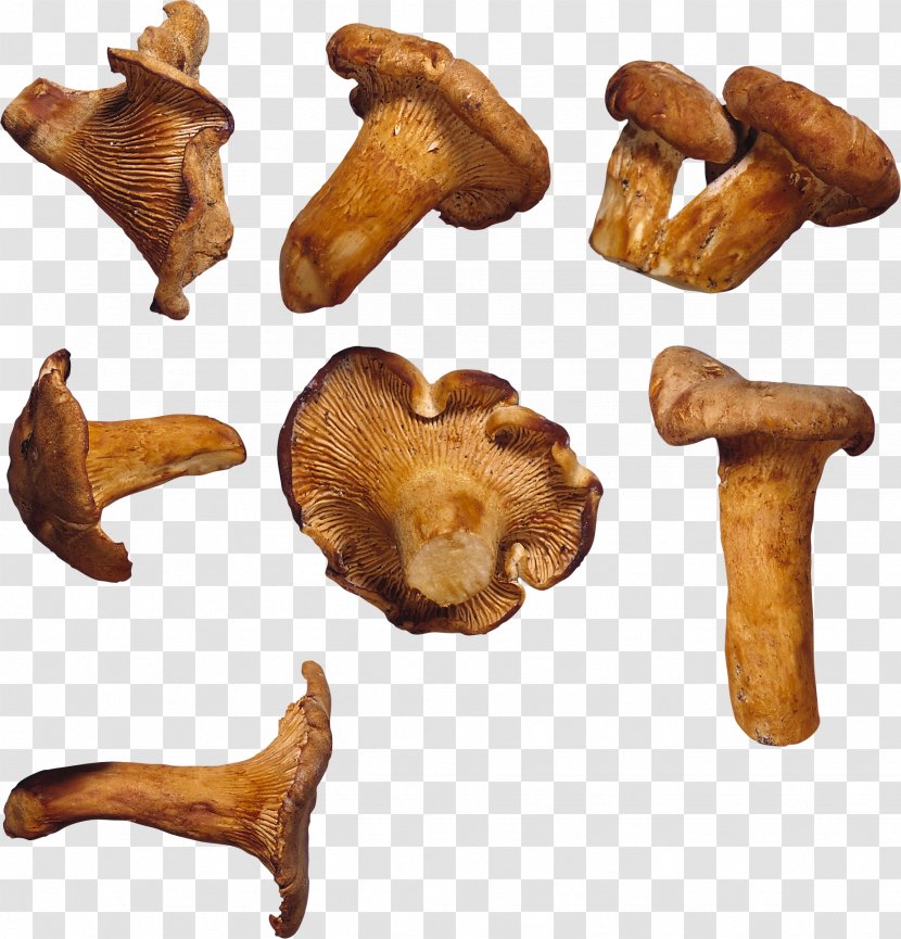 Edible Mushroom Fungus Food Chanterelle - Artichokes Transparent PNG