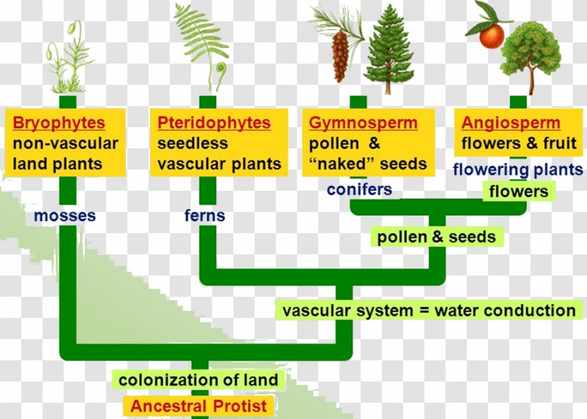 Flowering Plant Pteridophytes Gymnosperm Bryophyte Transparent PNG