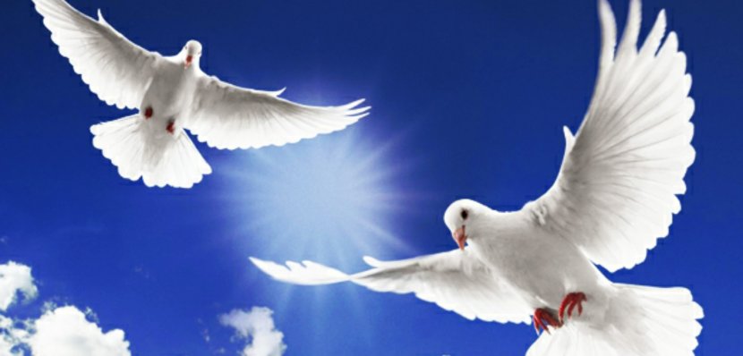 Funeral Home Cemetery Memorial Service Obituary - Death - DOVE Transparent PNG