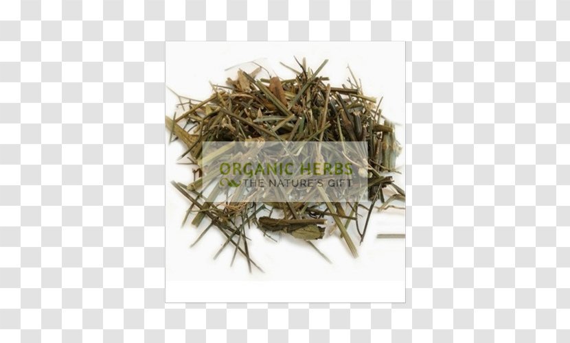 Swertia Green Chiretta Medicinal Plants Root - Sencha - Andrographis Paniculata Transparent PNG